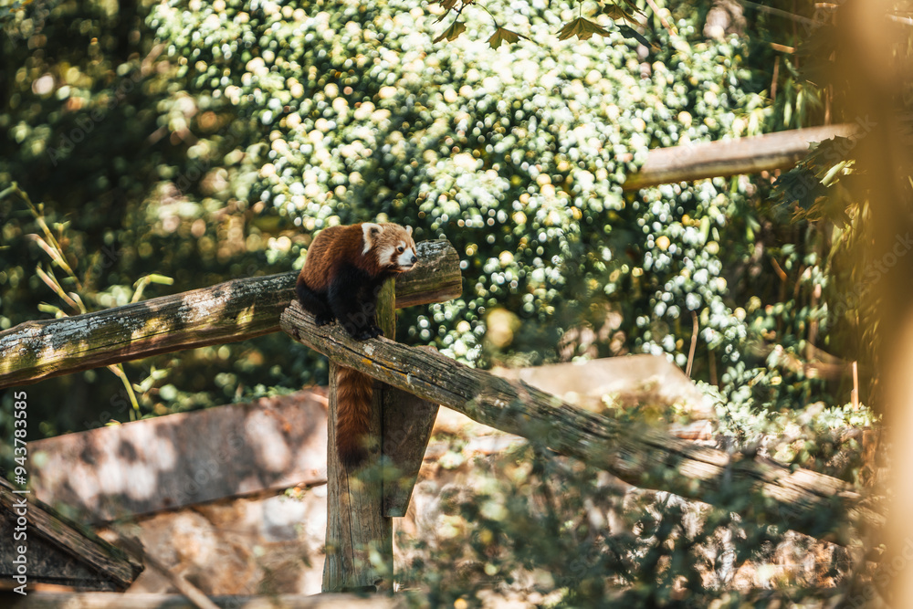 Discover the animals of the Peaugres safari in France Discover the animals of the Peaugres safari in France