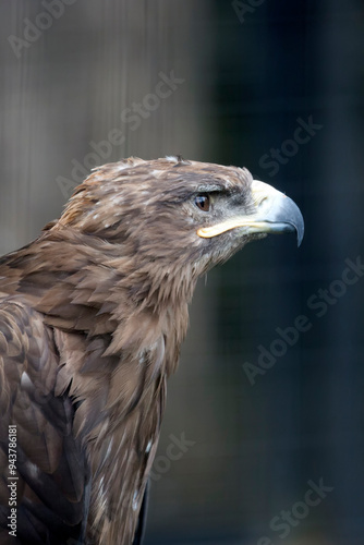 Eagle on a tree