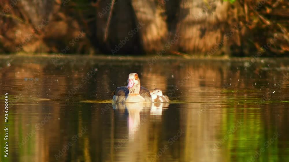 Egyptian goose (Alopochen aegyptiaca) family with young chicks swims on a golden reflective lake on a sunny summer morning in Magdeburg - Saxony Anhalt - Germany - Europe Egyptian goose (Alopochen aegyptiaca) family with young chicks swims on a golden reflective lake on a sunny summer morning in Magdeburg - Saxony Anhalt - Germany - Europe