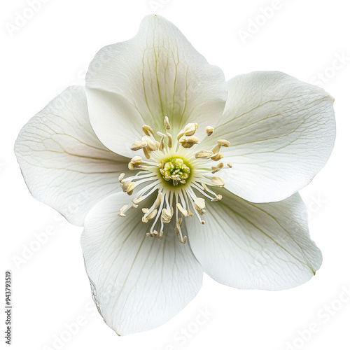PNG Close-up of a white flower with green center