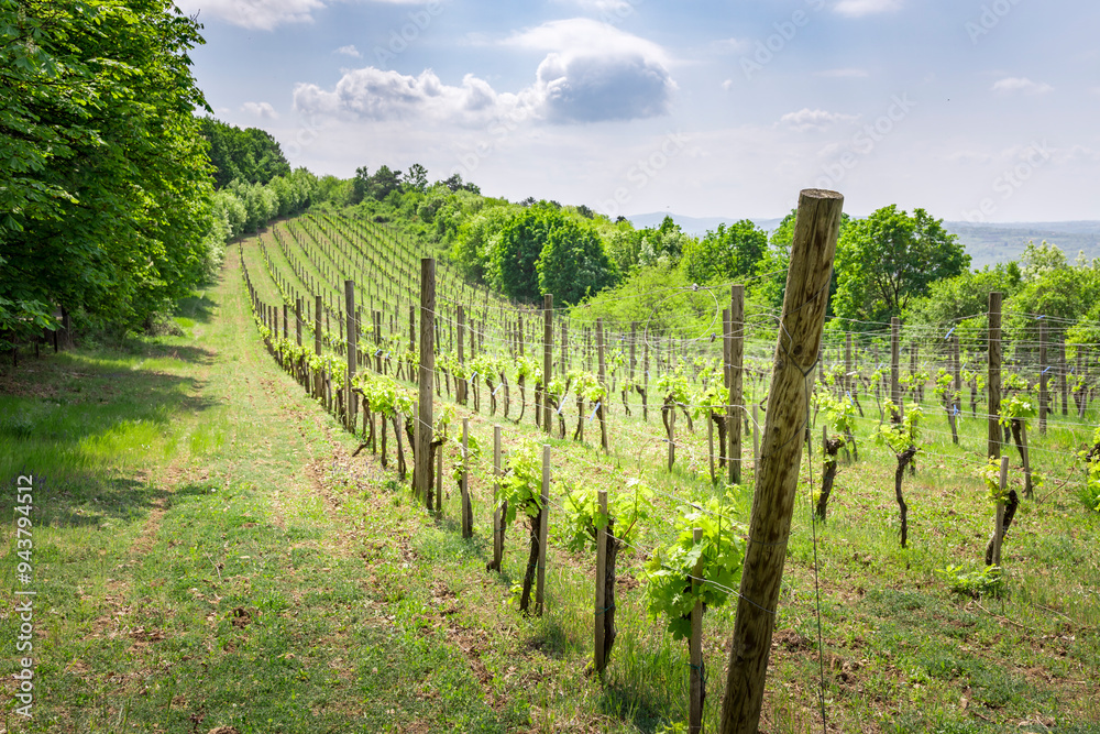 A vineyard with a lot of green vines and a few brown ones A vineyard with a lot of green vines and a few brown ones
