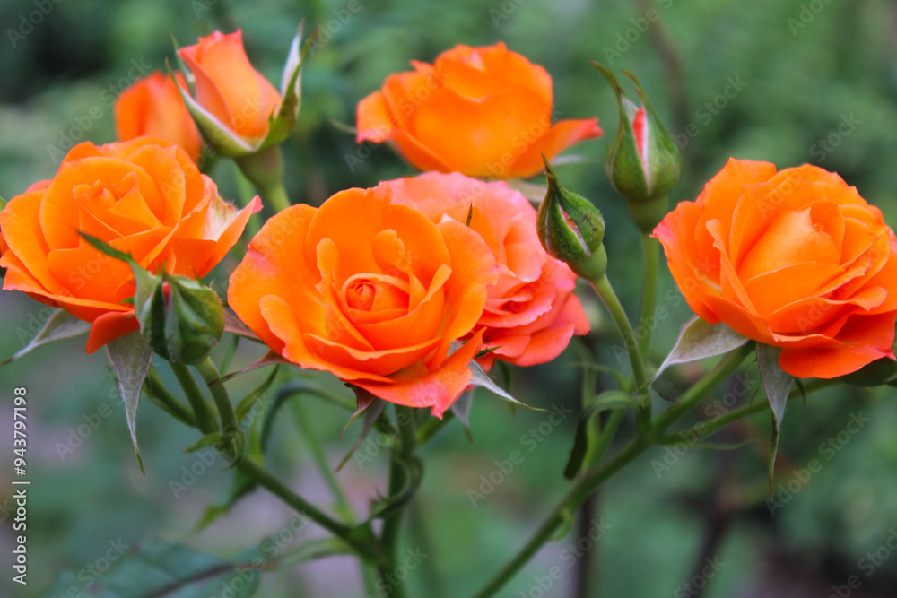 orange roses on blurred natural green background orange roses on blurred natural green background