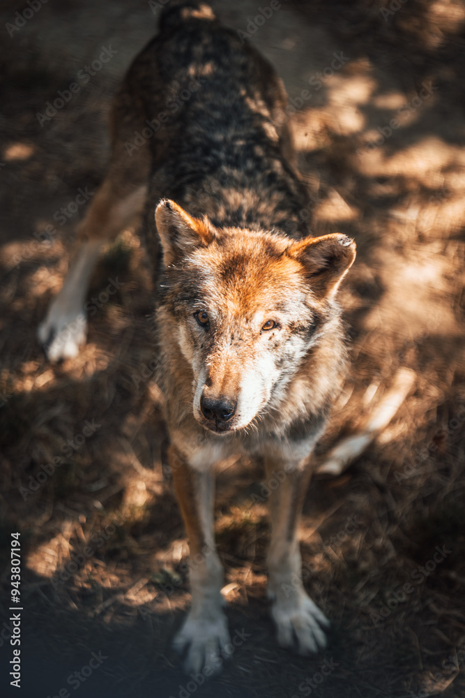 Discover the animals of the Peaugres safari in France Discover the animals of the Peaugres safari in France