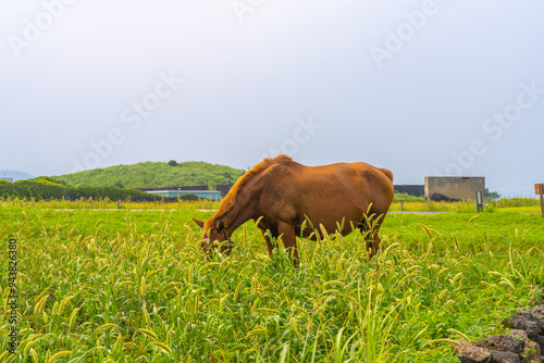 cow in the field