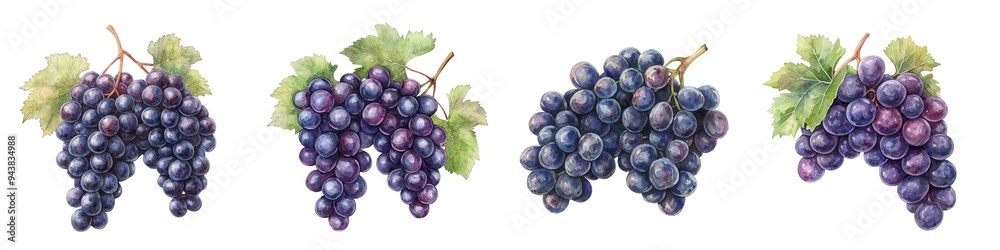Fototapeta premium A bunch of grapes, fruit element, watercolor illustration, deep purple, isolated on white background
