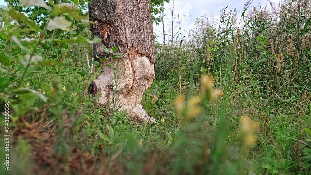 Bottom of Thick Tree Trunk Chewed Gnawed Damaged by Wild Beaver Bottom of Thick Tree Trunk Chewed Gnawed Damaged by Wild Beaver
