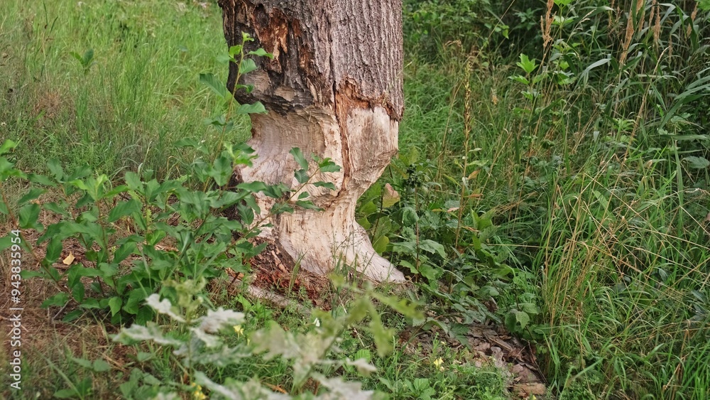 Bottom of Thick Tree Trunk Chewed Gnawed Damaged by Wild Beaver Bottom of Thick Tree Trunk Chewed Gnawed Damaged by Wild Beaver