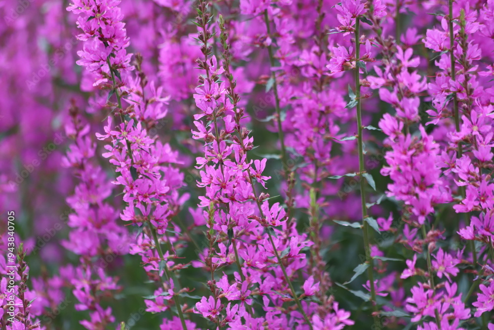 Lythrum salicaria. Purple loosestrife flowers in bloom. Lythrum salicaria. Purple loosestrife flowers in bloom.