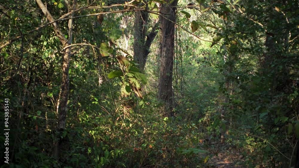 Tropical forest in the morning. Video transition from a tree. Travel video concept with seamless transition Tropical forest in the morning. Video transition from a tree. Travel video concept with seamless transition