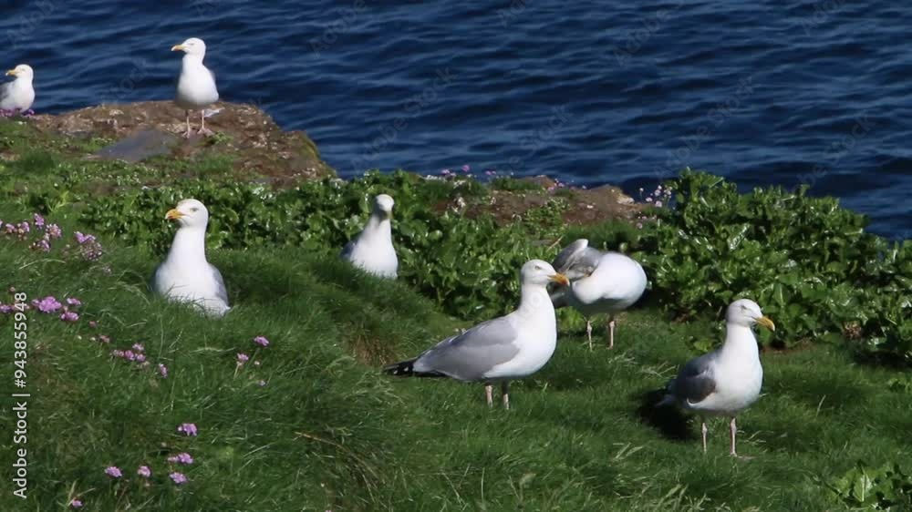 Herring Gulls, Larus argentatus, on grassy clifftop overlooking sea. Spring. Cornwall. UK Herring Gulls, Larus argentatus, on grassy clifftop overlooking sea. Spring. Cornwall. UK