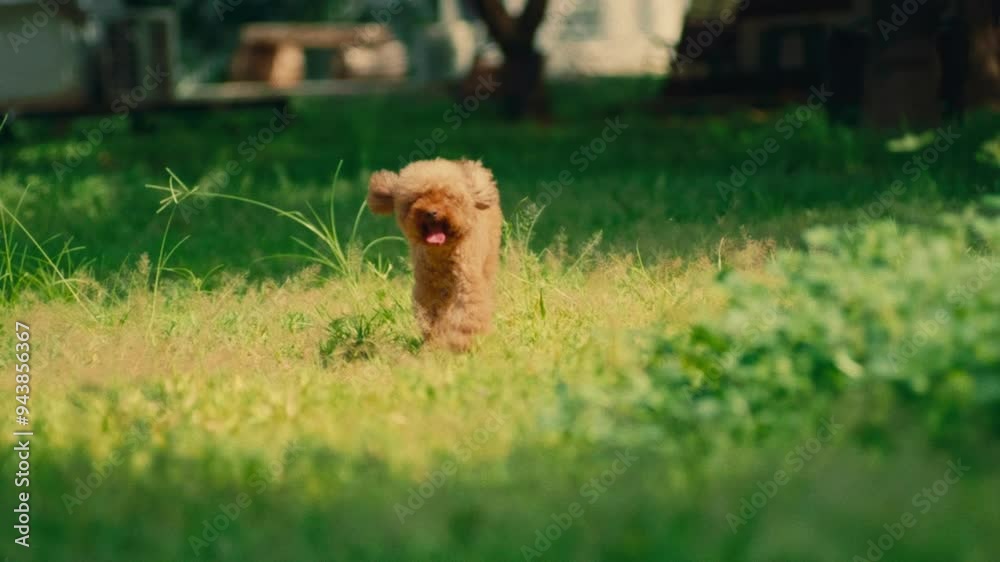 red hair Poodle breed dog walking in slow motion in green grass park red hair Poodle breed dog walking in slow motion in green grass park