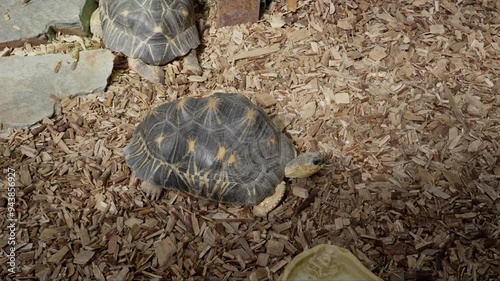 Two radiated tortoises resting on woodchips indoors at a zoo, showcasing their natural patterns photo