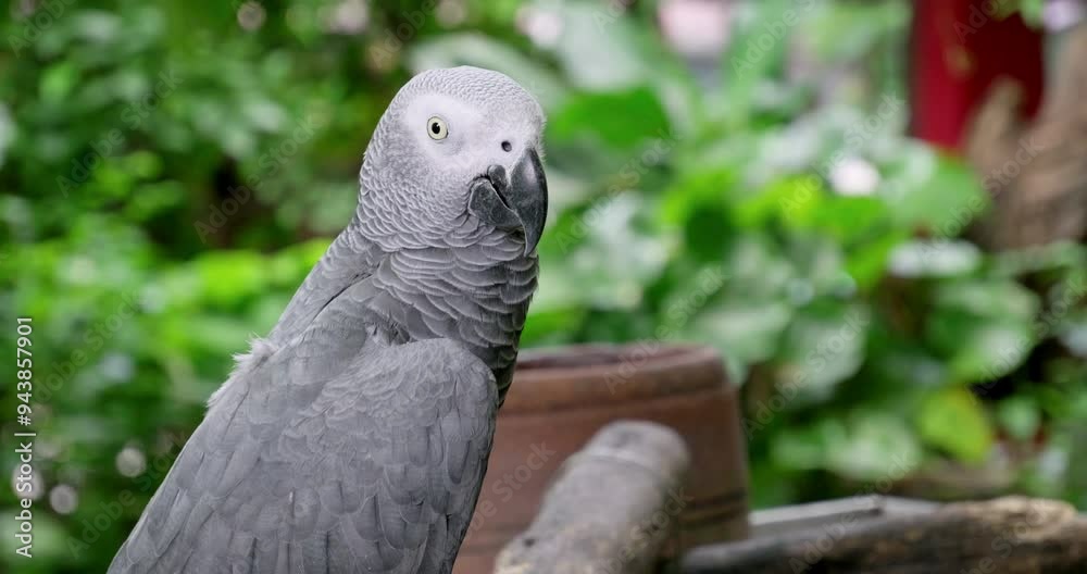 Perched on wood inside a cage, a Grey Parrot, Psittacus erithacus is making slight movements from the right to the left.