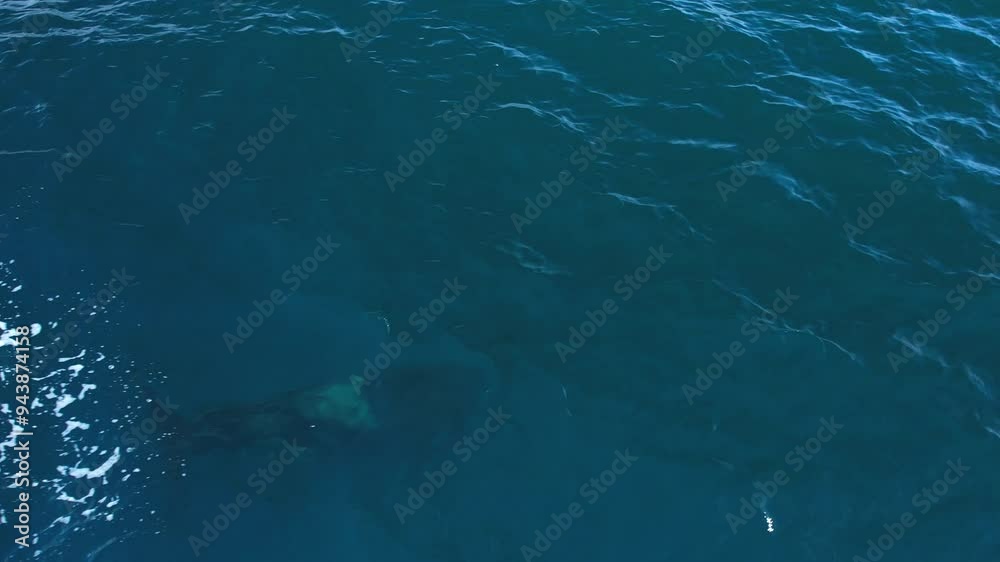 Rare sighting of an ETP Orca actively hunting off of the Orange County Coastline in Southern California. Rare sighting of an ETP Orca actively hunting off of the Orange County Coastline in Southern California.