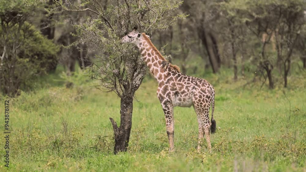 Cute Baby Giraffe and Oxpecker Feeding on Bushes in a Forest in Serengeti National Park in Tanzania in Africa, Yellwo Billed Oxpecker Bird Landing on Young Giraffe Chewing and Eating a Bush Cute Baby Giraffe and Oxpecker Feeding on Bushes in a Forest in Serengeti National Park in Tanzania in Africa, Yellwo Billed Oxpecker Bird Landing on Young Giraffe Chewing and Eating a Bush