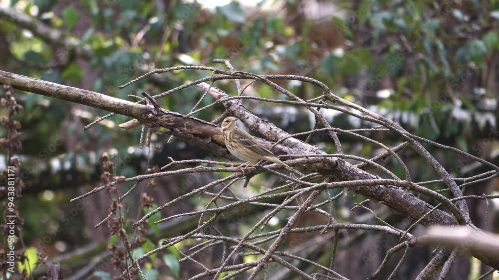 Tree Pipit sitting on a branch looks around timidly Tree Pipit sitting on a branch looks around timidly