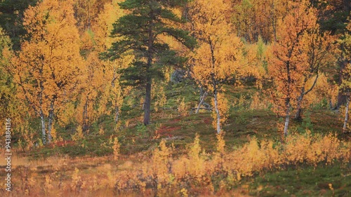 Autumn forest in northern Norway. Slow-motion, parallax shot. photo