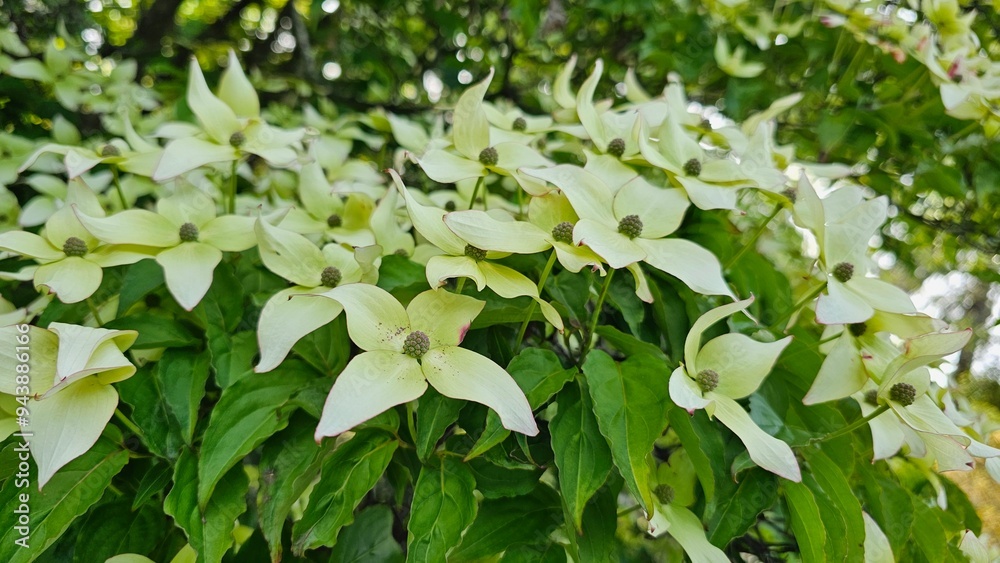 Four leaf flowers, blossoming tree