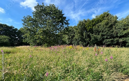 An overgrown graveyard filled with tall grasses and purple wildflowers stretches out under a blue sky with wispy clouds. Lush green trees provide a backdrop near. St Mary's Church in Mirfield, UK photo