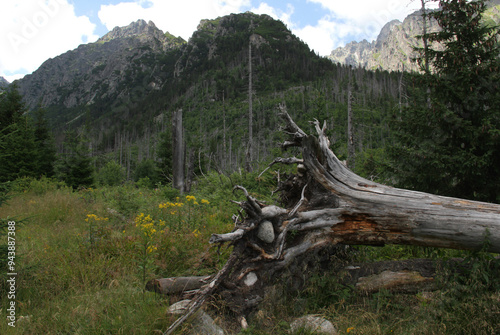 Landscape photo with a view of the Tatra mountains and an upturned tree with roots on the lawn in the foreground in Vysoke Tatry region, Slovakia photo