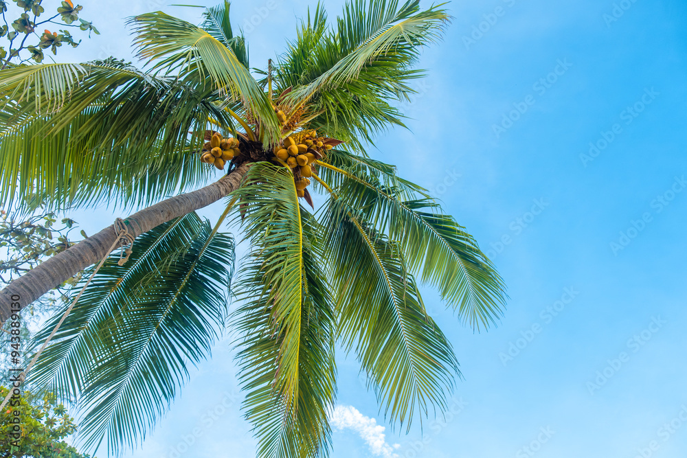 Coconut palm tree with nuts against clear blue sky on Patong beach, Phuket island, Thailand. Tropical nature background Coconut palm tree with nuts against clear blue sky on Patong beach, Phuket island, Thailand. Tropical nature background