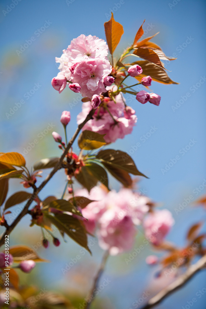 Cherry Blossom, Tokyo, Kanto Region, Honshu, Japan Cherry Blossom, Tokyo, Kanto Region, Honshu, Japan