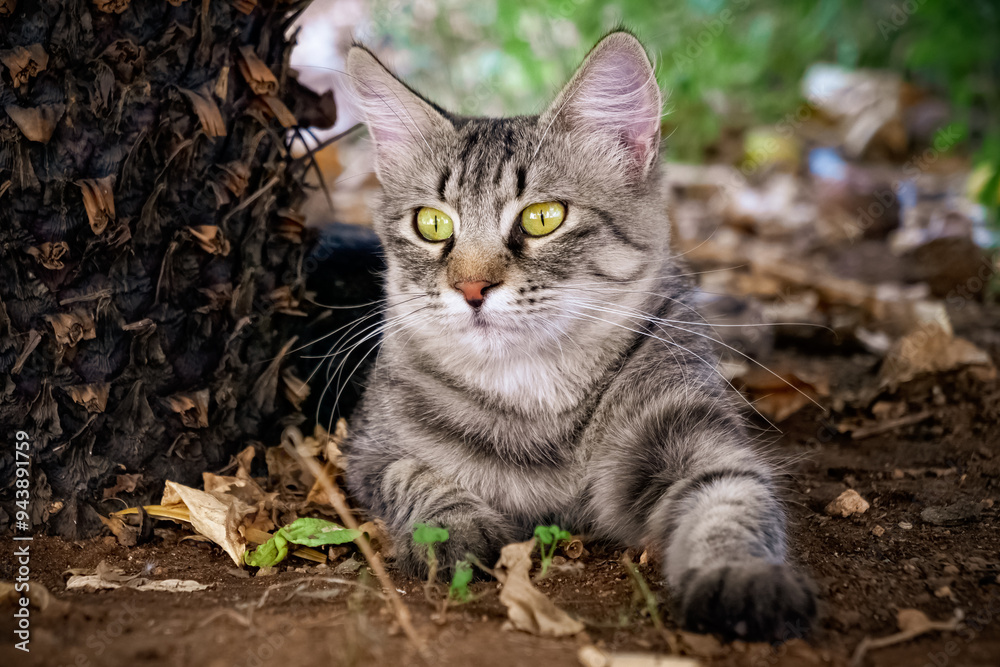 Cat in the garden Cat in the garden