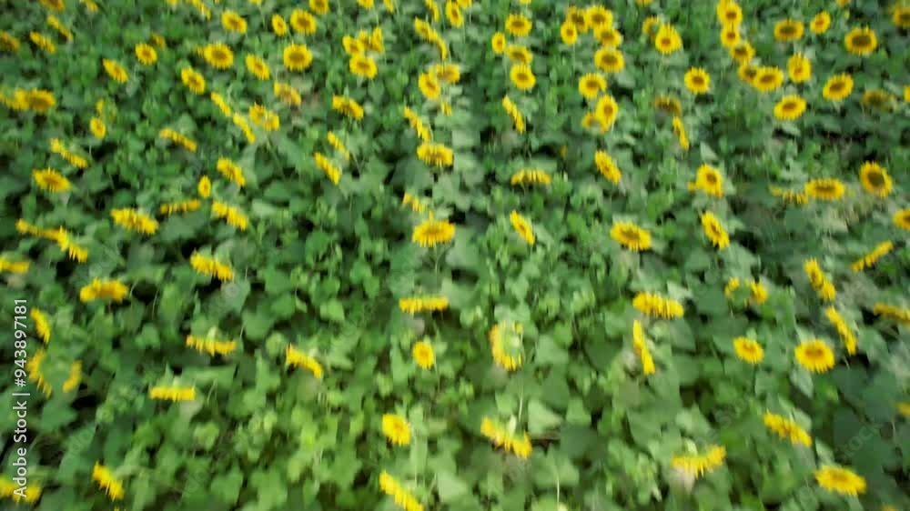 Camera moving forward over beautiful sunflower field Camera moving forward over beautiful sunflower field