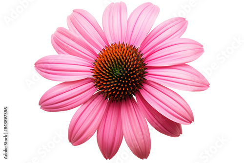 Echinacea flower with a water droplet clinging to its petal isolated on white background