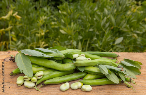 Broad beans or fava beans (Fave) in close-up. Broad bean plant in the background. From garden to table: spring vegetables and legumes