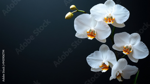 Wallpaper Mural White orchids against a rich midnight black background, with clean lines and ample space for copy Torontodigital.ca