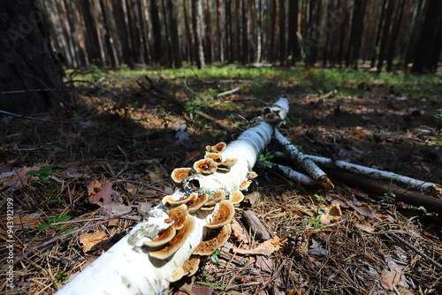 Karakan Pine Forest. National forest situated in Siberia. photo