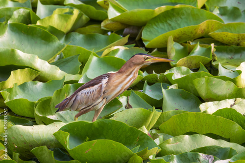 Little bittern (Botaurus minutus) at Dal Lake,  Srinagar, Jammu & Kashmir UT photo