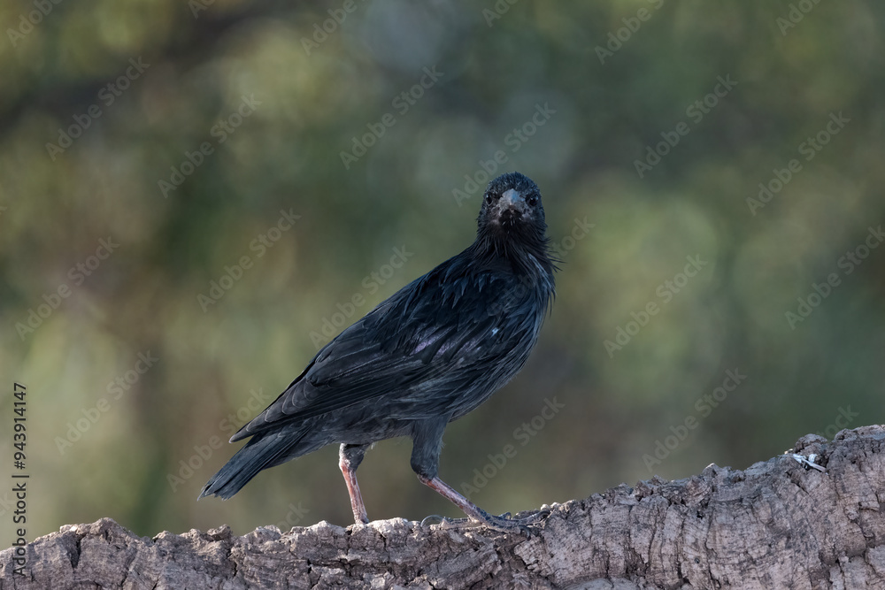 Fototapeta premium Common blackbird (Turdus merula).