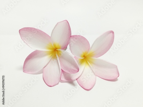 frangipani flower isolated on white background 