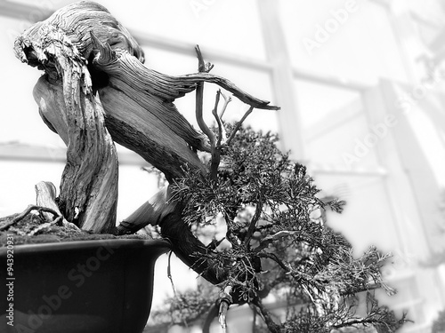 Sarggent Juniper Bonsai, Juniperus Chinensis, on display at the Brooklyn Botanical Gardens, New York, USA.