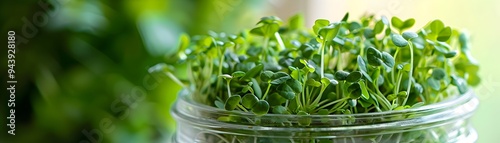 Microgreens in a Glass Jar ...