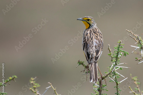 Portrait of a Pangani Longclaw (Macronyx aurantigula) looking back over its shoulder while perched on a thorny branch near Ndutu in Ngorongoro Crater Conservation Area; Tanzania photo