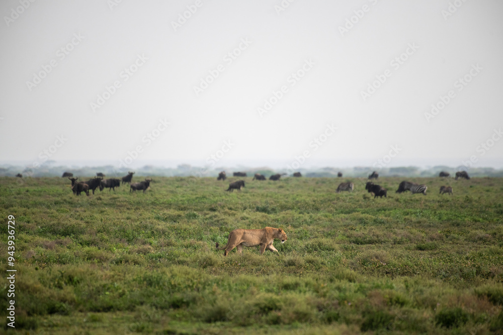 Female African Lion (Panthera leo) walking past Wildebeest and Zebras in the open plains near Ndutu in the Ngorongoro Crater Conservation Area; Tanzania Female African Lion (Panthera leo) walking past Wildebeest and Zebras in the open plains near Ndutu in the Ngorongoro Crater Conservation Area; Tanzania
