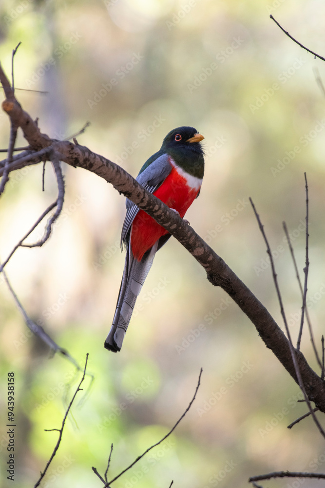Brilliantly colored Elegant Trogon (Trogon elegans), Chiricahua Mountains, Southeast Arizona, USA Brilliantly colored Elegant Trogon (Trogon elegans), Chiricahua Mountains, Southeast Arizona, USA