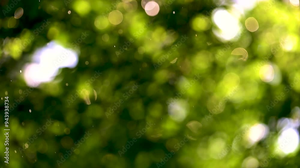 A late summer rain storm backlit looking towards the tree branches in our woods in Windsor in Upstate NY.