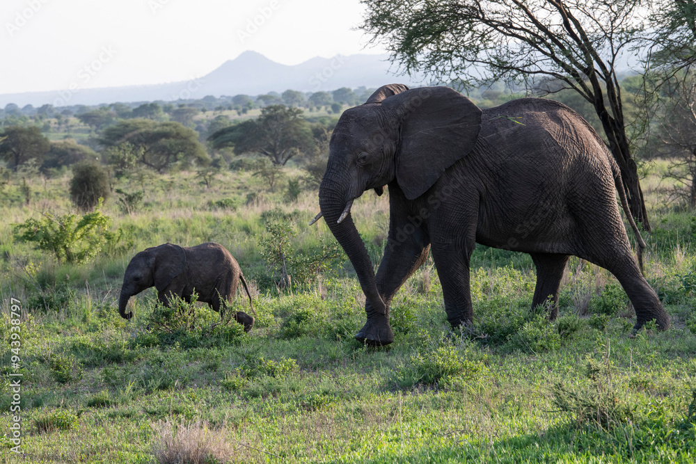Female African Elephant (Loxodonta africana) and young calf on the grassy savanna in Tarangire National Park; Tanzania Female African Elephant (Loxodonta africana) and young calf on the grassy savanna in Tarangire National Park; Tanzania