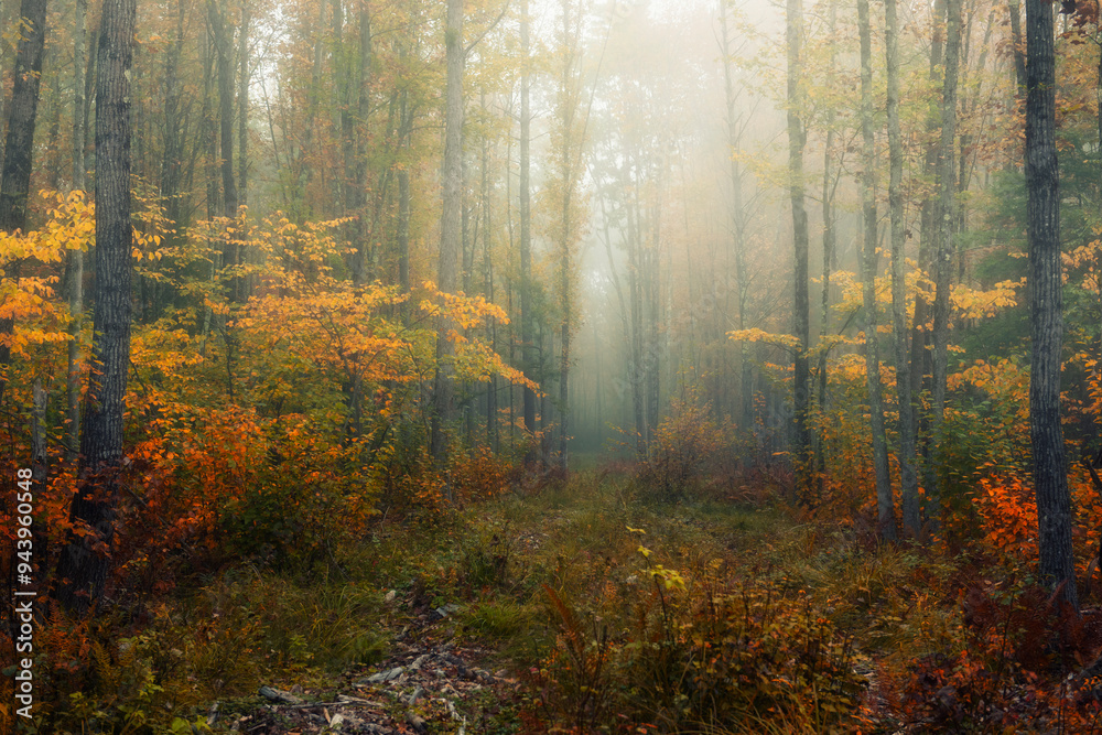 autumn forest in fog. path in fog among trees autumn forest in fog. path in fog among trees