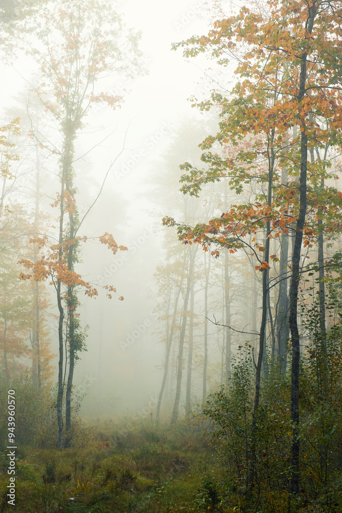 Obraz premium autumn forest in fog.