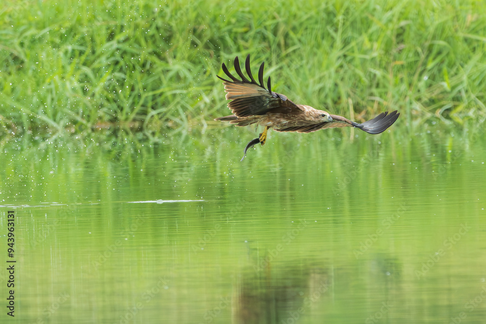 Fototapeta premium Hawk flying over the river for hunting fishes.Brahminy kite hawk flies and catches fish in the lake.Wildlife photography concept.