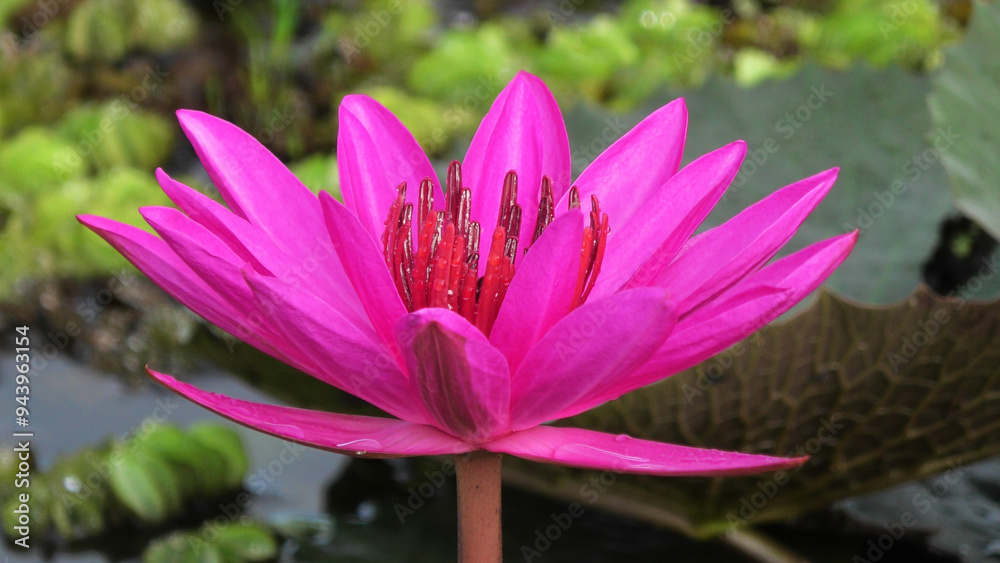 Bloomed pink water lily plants in the lake Bloomed pink water lily plants in the lake
