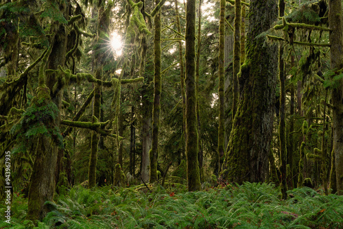 Sunstar between the trees of Cathedral Grove (MacMillan Provincial Park), an old growth rainforest on Vancouver Island, British Columbia; Ucluelet, British Columbia, Canada photo