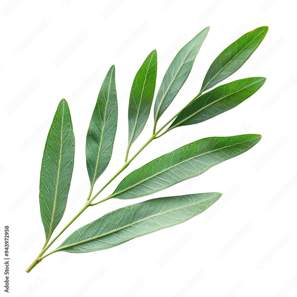 Fototapeta premium Acacia leaf on transparent background.