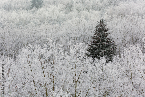 Wallpaper Mural Lone snow-covered evergreen tree amongst heavily frosted trees in a forest on a hillside; Calgary, Alberta, Canada Torontodigital.ca