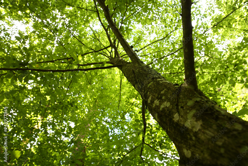 Fototapeta premium Beautiful green tree growing in forest, bottom view